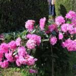 Ouverture de nos jardins des 17 & 18 juin 2023 - Le Jardin du Petit Prince chez Thérèse - les pivoines roses