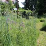 Ouverture de nos jardins des 17 & 18 juin 2023 - jardin de Gilbert & Mado - un labyrinthe de fleurs sauvages, d'avoine et de seigle pour la biodiversité