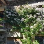 Visite aux jardins des Uffernets du samedi 08 juillet 2023 - 1