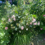 Visite aux jardins des Uffernets du samedi 08 juillet 2023 - 12