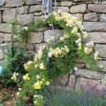 "Les artistes sont au jardin" - Journées des 30 juin & 01 juillet - Les lavandes et le rosier jaune pâle