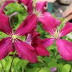 "Les artistes sont au jardin" - Journées des 30 juin & 01 juillet - Zoom sur clématite