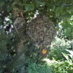 Sortie au village de la Panouse du 10 juillet 2023 - Les abris à insectes