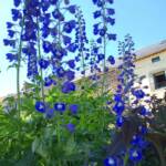 Sortie au village de la Panouse du 10 juillet 2023 - Delphineum