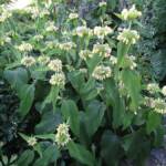 Sortie au village de la Panouse du 10 juillet 2023 - Phlomis