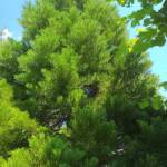 Sortie au village de la Panouse du 10 juillet 2023 - Sequoia