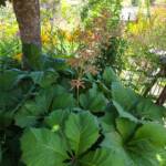 Sortie au village de la Panouse du 10 juillet 2023 - Rodgersia feuilles de marronnier
