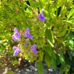 Sortie au village de la Panouse du 10 juillet 2023 - Sauge officinale