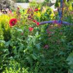 Sortie au village de la Panouse du 10 juillet 2023 - Pavots