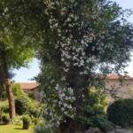 Visite aux jardins des Uffernets du samedi 08 juillet 2023 - 6