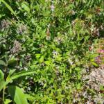 Sortie au village de la Panouse du 10 juillet 2023 - Gaura blanche
