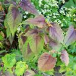 Sortie au village de la Panouse du 10 juillet 2023 - Polygonum