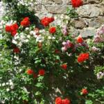 Visite aux jardins des Uffernets du samedi 08 juillet 2023 - 7