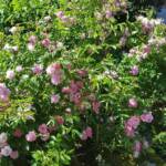 Visite aux jardins des Uffernets du samedi 08 juillet 2023 - 8