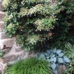 "Les artistes sont au jardin" - Journées des 30 juin & 01 juillet - Hydrangea & Hostas