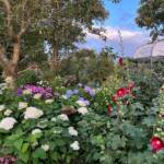 Visite du "Jardin des érables" aux Uffernets en Haute-Loire du dimanche 14 août 2023