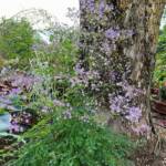 Visite du "Jardin des érables" aux Uffernets en Haute-Loire du dimanche 06 août 2023 - Photo 12