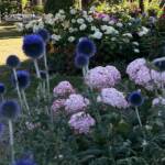 Visite du "Jardin des érables" aux Uffernets en Haute-Loire du dimanche 14 août 2023