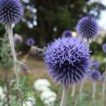 Visite du "Jardin des érables" aux Uffernets en Haute-Loire du dimanche 14 août 2023