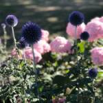 Visite du "Jardin des érables" aux Uffernets en Haute-Loire du dimanche 14 août 2023