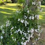 Visite du "Jardin des érables" aux Uffernets en Haute-Loire du dimanche 14 août 2023