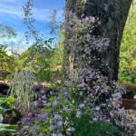 Visite du "Jardin des érables" aux Uffernets en Haute-Loire du dimanche 14 août 2023