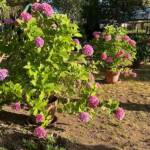 Visite du "Jardin des érables" aux Uffernets en Haute-Loire du dimanche 14 août 2023