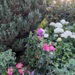 Visite du "Jardin des érables" aux Uffernets en Haute-Loire du dimanche 14 août 2023 - Macrophylla taube Tellier rosier Vinci Annabelle, phlox