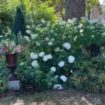 Visite du "Jardin des érables" aux Uffernets en Haute-Loire du dimanche 14 août 2023