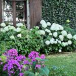 Visite du "Jardin des érables" aux Uffernets en Haute-Loire du dimanche 14 août 2023