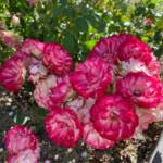Visite du "Jardin des érables" aux Uffernets en Haute-Loire du dimanche 14 août 2023