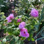 Visite du "Jardin des érables" aux Uffernets en Haute-Loire du dimanche 14 août 2023 - Andre Ève le jardinier