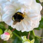 Visite du "Jardin des érables" aux Uffernets en Haute-Loire du dimanche 14 août 2023 - Bourdon qui se régale sur une rose de Fifi