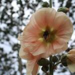 Visite du "Jardin des érables" aux Uffernets en Haute-Loire du dimanche 14 août 2023