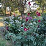 Visite du "Jardin des érables" aux Uffernets en Haute-Loire du dimanche 14 août 2023