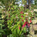 Visite du "Jardin des érables" aux Uffernets en Haute-Loire du dimanche 14 août 2023