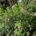 Visite du "Jardin des érables" aux Uffernets en Haute-Loire du dimanche 14 août 2023