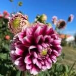 Visite du "Jardin des érables" aux Uffernets en Haute-Loire du dimanche 14 août 2023