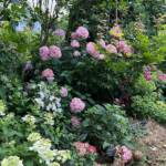 Visite du "Jardin des érables" aux Uffernets en Haute-Loire du dimanche 06 août 2023 - Photo 6