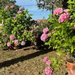 Visite du "Jardin des érables" aux Uffernets en Haute-Loire du dimanche 14 août 2023