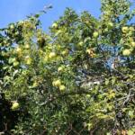 Sortie à la Payse de Chapieu du 26 septembre 2023 - Intermède pendant la cuisson - un superbe cognassier dans le village visité