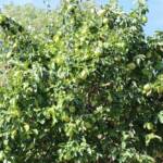 Sortie à la Payse de Chapieu du 26 septembre 2023 - Une année à gros coings indéniablement