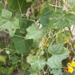 Atelier du samedi 16 septembre 2023 "Mes meilleures réussites au jardin" (potager) Atelier du samedi 16 septembre 2023 "Mes meilleures réussites au jardin" (potager) - La plante à concombres