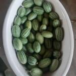 Atelier du samedi 16 septembre 2023 "Mes meilleures réussites au jardin" (potager) Atelier du samedi 16 septembre 2023 "Mes meilleures réussites au jardin" (potager) - Les concombres minuscules