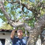 Atelier taille de 2 arbres du mercredi 11 octobre 2023 -