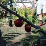 Atelier taille de 2 arbres du mercredi 11 octobre 2023 - Les toutes dernières pommes bien mures !