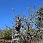 Atelier taille de 2 arbres du mercredi 11 octobre 2023 - Le mirabellier APRES