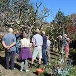 Atelier taille de 2 arbres du mercredi 11 octobre 2023 - Début d'atelier