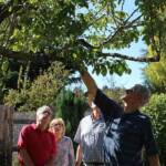 Atelier taille de 2 arbres du mercredi 11 octobre 2023 - Echange de points de vue