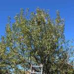 Atelier taille de 2 arbres du mercredi 11 octobre 2023 - Situation AVANT